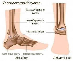 Где Находится Голеностоп У Человека Фото